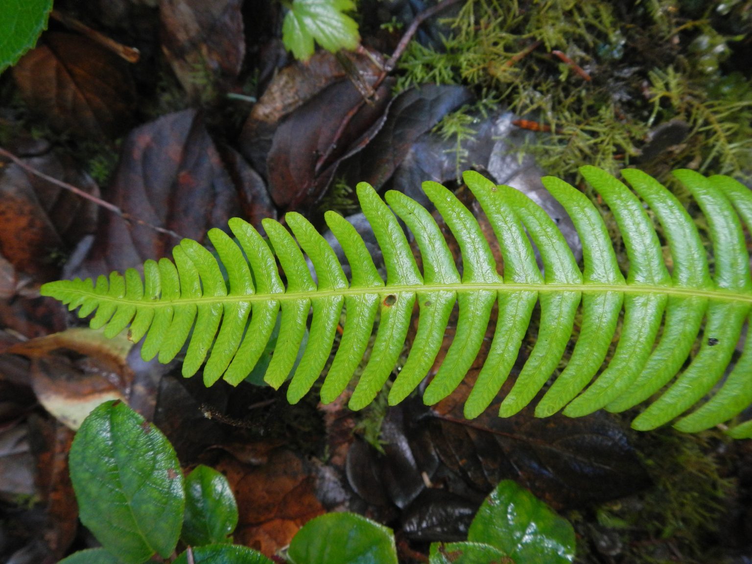 A Guide to Ferns of the Pacific Northwest IntoCascadia
