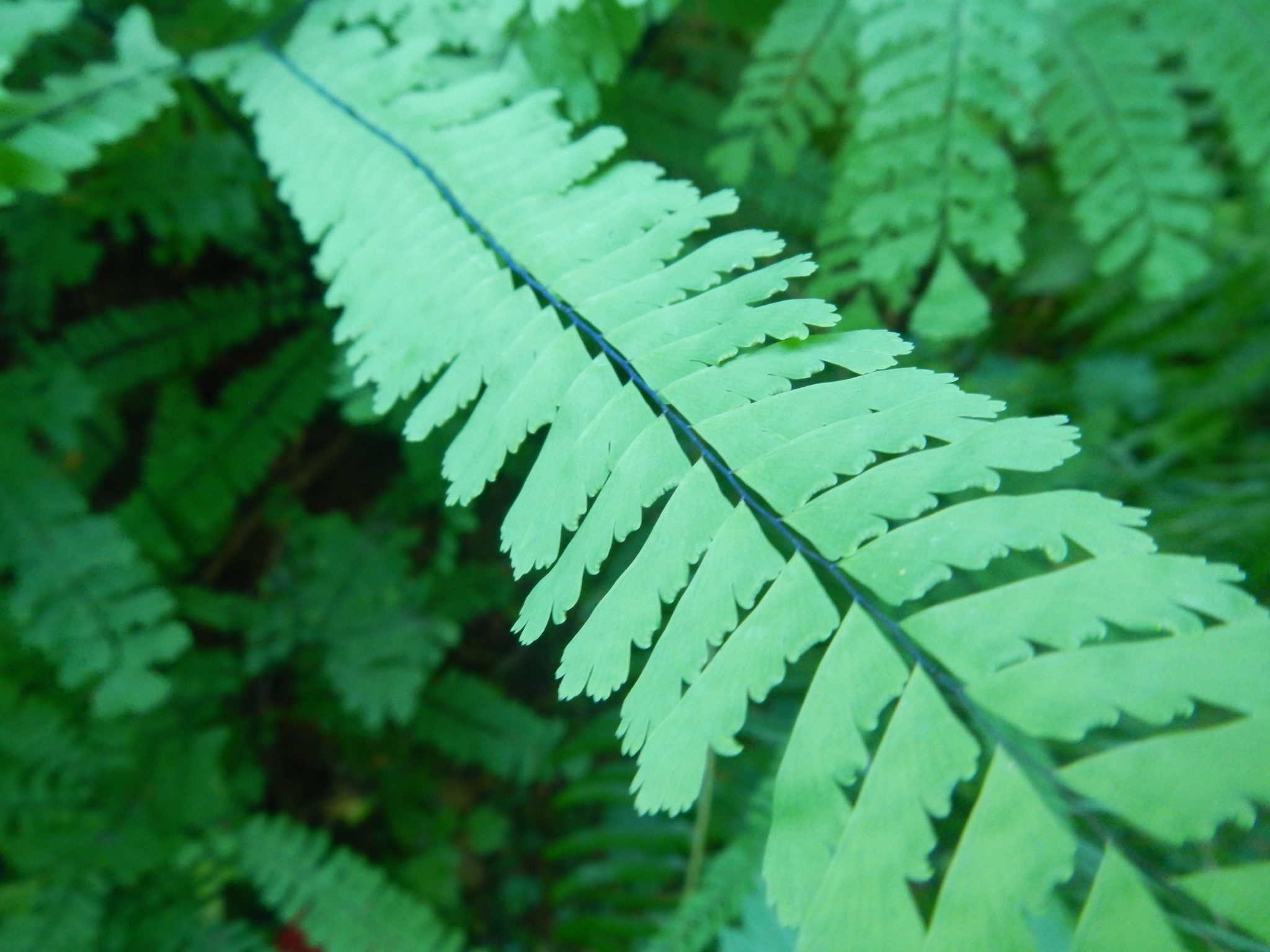 A Guide to Ferns of the Pacific Northwest IntoCascadia
